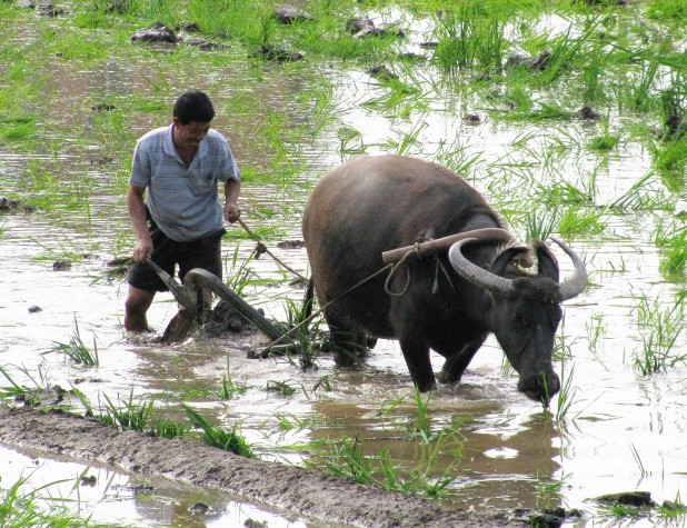 plowing_paddy_field_with_a_water_buffalo